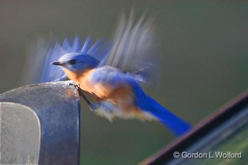 Bluebird Landing On Mirror_24962.jpg - Male Eastern Bluebird (Sialia sialis) photographed in Shannon, Mississippi, USA.